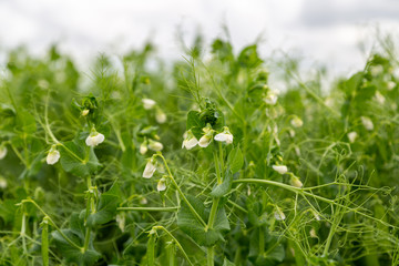 Blooming vegetable pea in the field