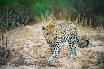 Fotobehang Luipaard leopard in kruger national park, mpumalanga, south africa  © Christian B.