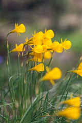 Fototapeta premium Narcissus bulbocodium (petticoat daffodil)