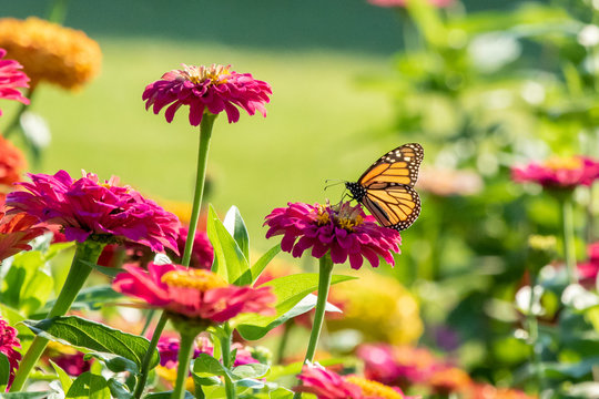 Monarch Butterfly in Sunshine
