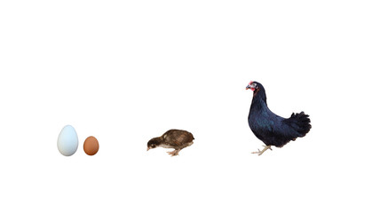 oeuf ,poussin ,poule ,de l'oeuf à la poule