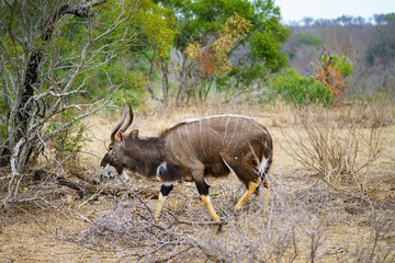 nyala in kruger national park, mpumalanga, south africa