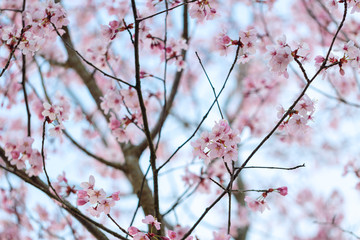 Cherry blossoms