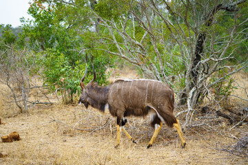 nyala in kruger national park, mpumalanga, south africa
