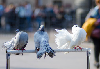 Trained pigeons as tourist  attraction 