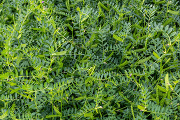 Vika sowing (spring), peas sowing agricultural growing in the field