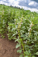 Broad Bean flowers and plant in the garden