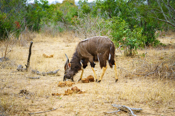nyala in kruger national park, mpumalanga, south africa