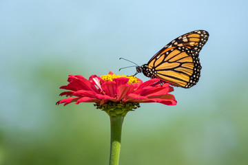 Monarch Butterfly on Zinnia Flower