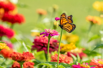 Monarch Butterfly Flying over Garden