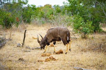 nyala in kruger national park, mpumalanga, south africa