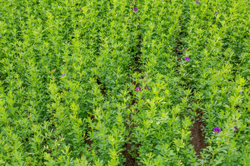 Alfalfa, Medicago sativa, also called lucerne, is a perennial flowering plant in the pea family. It is cultivated as an important forage crop in many countries around the world.