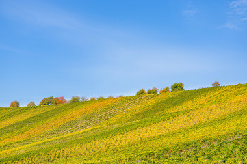 Blick über die idyllisch  gelegenen Weinberge im Dorf Escherndorf, Stadt Volkach an der unterhalb der Burg Vogelsburg im Herbst mit bunten Blättern bei Sonnenschein und blauem Himmel