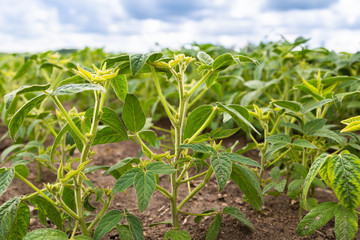 Naklejka premium young soybean plant in the soil