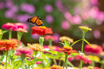 Monarch Butterfly Flying over Garden