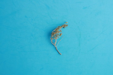 Obraz premium thyme branch on colorful background