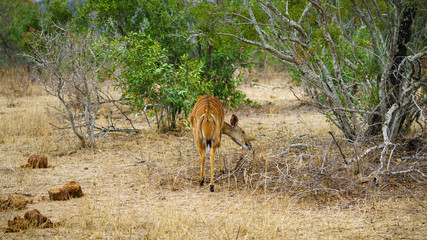 nyala in kruger national park, mpumalanga, south africa