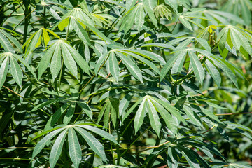 Leaf of Cassava, also called manioc, yuca, balinghoy, mogo, mandioca, kamoteng kahoy, tapioca and manioc root, a woody shrub of the Euphorbiaceae family native to South America.