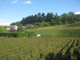 Fototapeta na wymiar vineyard in france