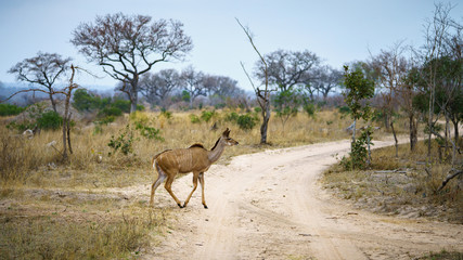 kudus in kruger national park, mpumalanga, south africa