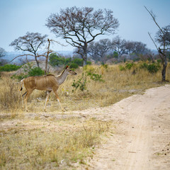 kudus in kruger national park, mpumalanga, south africa