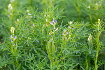 flowering plants of blue lupine on an agricultural field