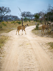 kudus in kruger national park, mpumalanga, south africa