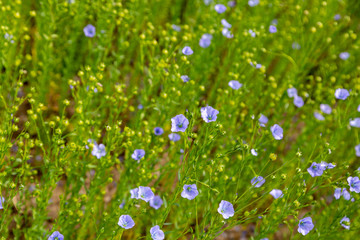 Agricultural field of flax technical culture in stage of active flowering