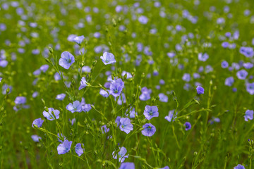  Flax field blooming, flax agricultural cultivation. Blooming flax field 