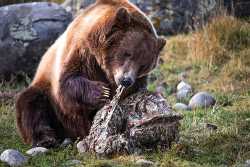 Grizzly Bear Eating Elk Carcass - Yellowstone, National Park