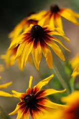 Yellow flowers closeup