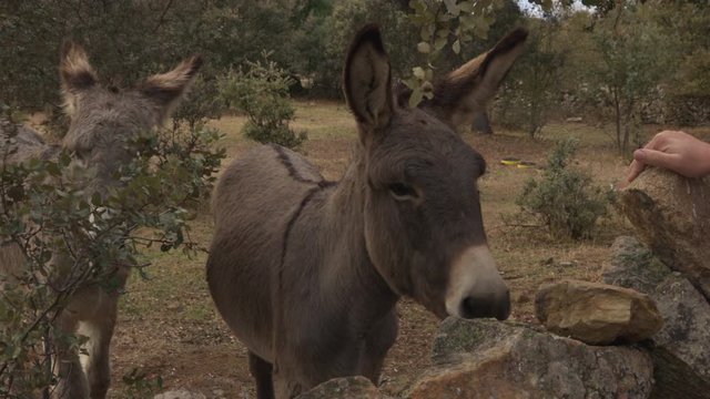 donkey couple on a farm in Spain