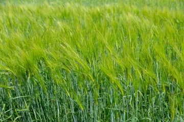 green barley ripens in the field