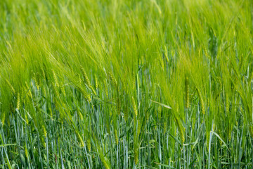 green barley ripens in the field