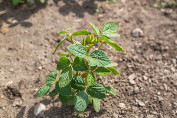 young soybean plant in the soil