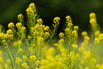Flowering plants, Rape plant in spring against a nature background, Many yellow flowers