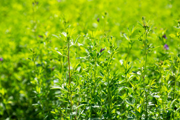 Alfalfa, Medicago sativa, also called lucerne, is a perennial flowering plant in the pea family. It is cultivated as an important forage crop in many countries around the world.