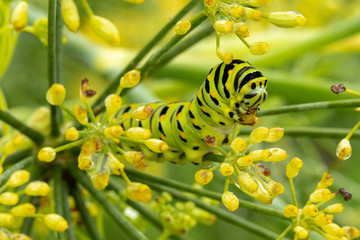 Swallowtail Caterpillar
