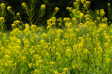 Flowering plants, Rape plant in spring against a nature background, Many yellow flowers