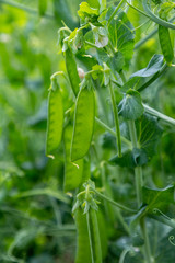 Fototapeta premium View of semitransparent maturing pea pods on the stem 