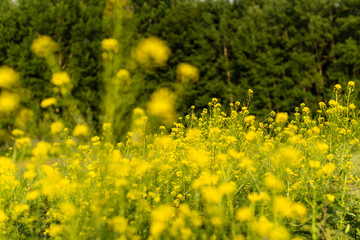 Flowering plants, Rape plant in spring against a nature background, Many yellow flowers