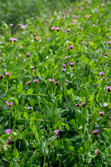 Blooming vegetable pea in the field