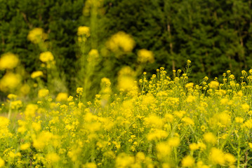 Obraz premium Flowering plants, Rape plant in spring against a nature background, Many yellow flowers