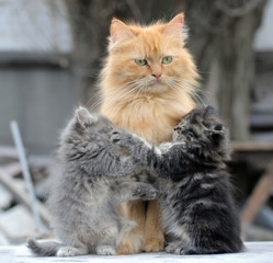 Fototapeta premium cat and kitten