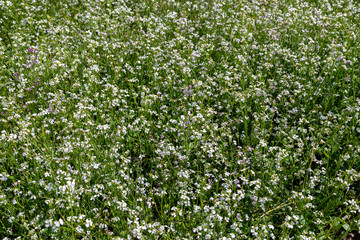 Fototapeta na wymiar cover crops oil radish (Raphanus seradella the var. plants) in white on a field