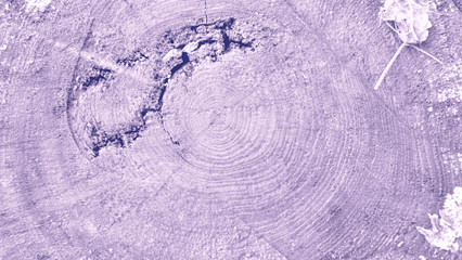 annual rings of a tree in cross section