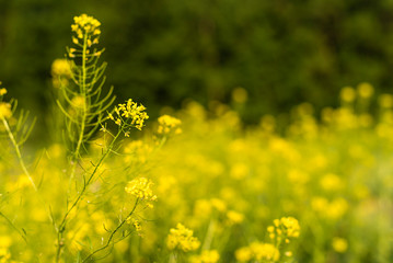 Flowering plants, Rape plant in spring against a nature background, Many yellow flowers