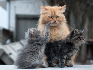 Naklejka na ściany i meble Cat with kittens