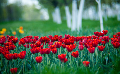 field of red tulips