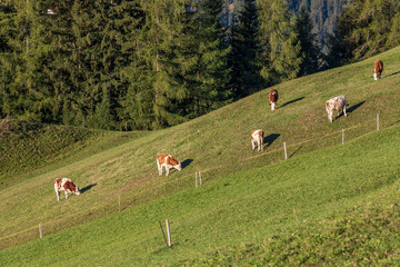 Fototapeta premium Pastures around the Italian town of La Vall Tolpei in the Dolomites. It is sunny autumn weather and in the background are mountains and blue sky. Cows graze on pastures.